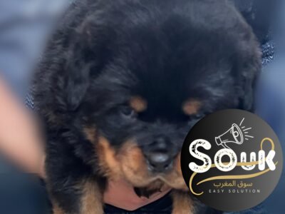 Chiots Rottweiler avec pedigree à vendre - Rottweiler Maroc