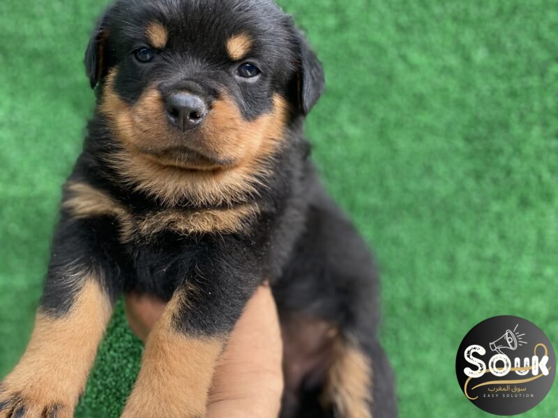 Chiot Rottweiler pedigree - chien à vendre Maroc