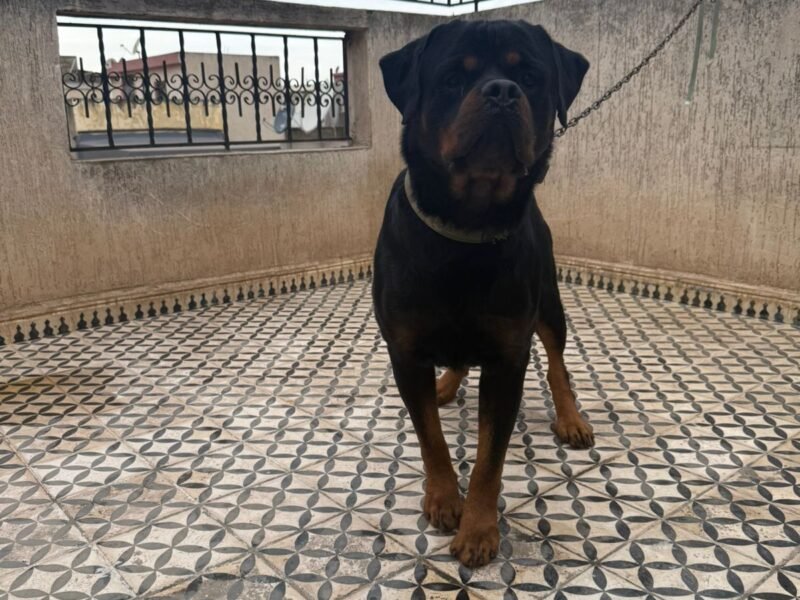 Rottweiler male adulte
