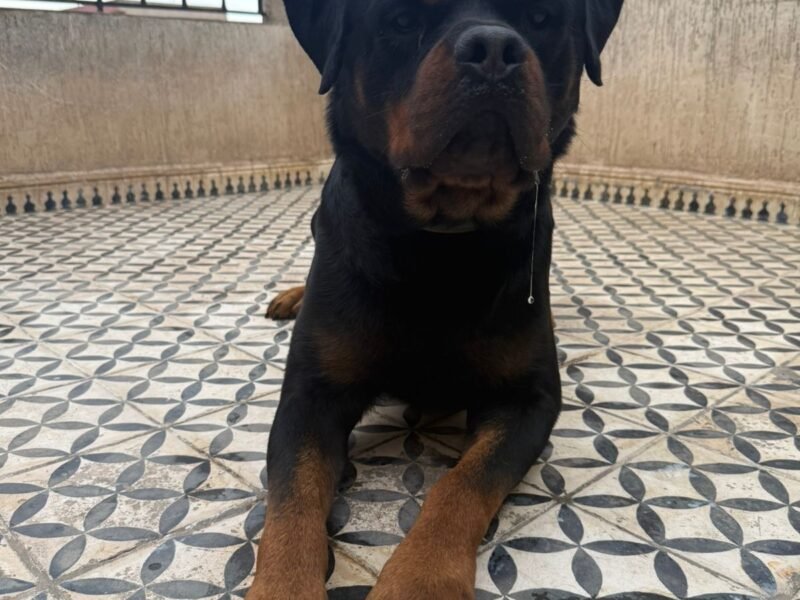 Rottweiler male adulte