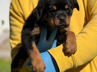 Chiots Rottweiler femelles 5 mois – lignée Al Capone & Valhala – disponibles