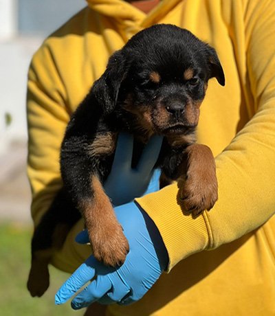 Chiots Rottweiler femelles 5 mois – lignée Al Capone & Valhala – disponibles