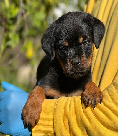 Chiots Rottweiler femelles 5 mois – lignée Al Capone & Valhala – disponibles