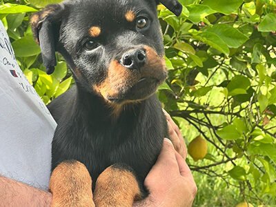 Chiot Rottweiler mâle 5 mois – lignée Al Capone & Sahar – disponible