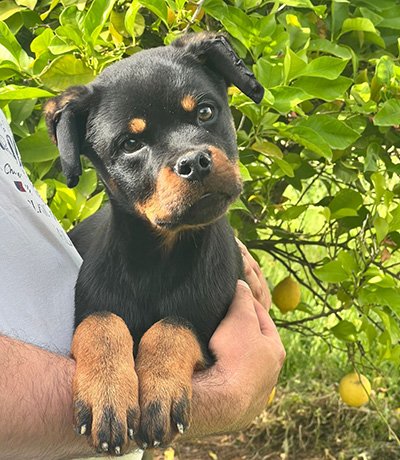 Chiot Rottweiler mâle 5 mois – lignée Al Capone & Sahar – disponible