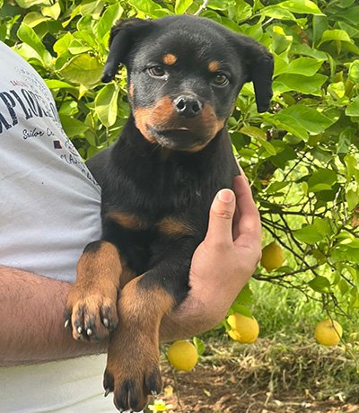Chiot Rottweiler mâle 5 mois – lignée Al Capone & Sahar – disponible