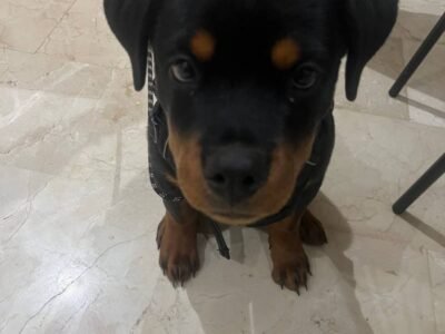 Female Rottweiler, 3 months old, pedigree