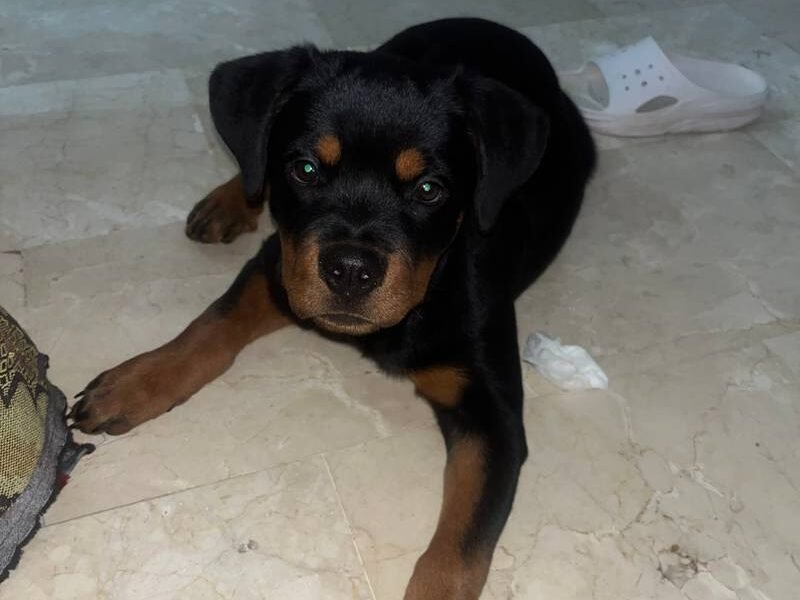 Female Rottweiler, 3 months old, pedigree